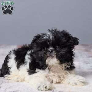 River, Shih Tzu Puppy